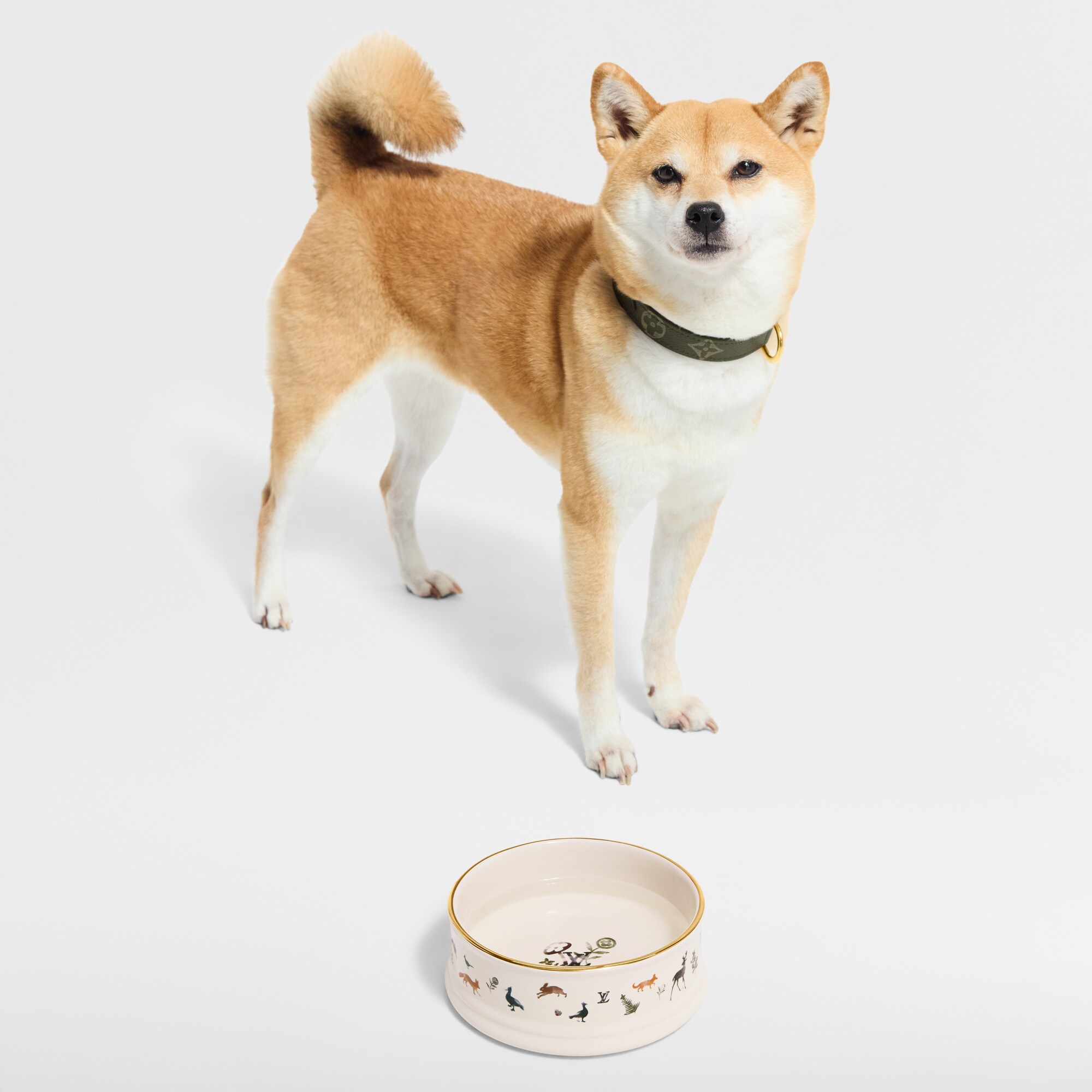 Dog Bowl . in Trunks, Travel and Home