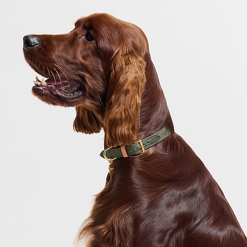 Dog Collar MM . in Trunks, Travel and Home's Pets Accessories } collections by Louis Vuitton (Product zoom)