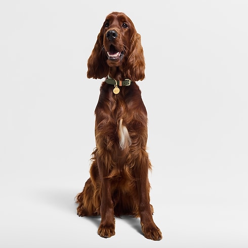 Dog Collar MM . in Trunks, Travel and Home's Pets Accessories } collections by Louis Vuitton (Product zoom)