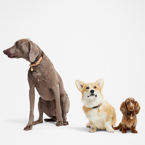 Dog Collar PM in Trunks, Travel and Home's Pets Accessories } collections by Louis Vuitton (Product zoom)