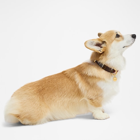 Dog Collar PM in Trunks, Travel and Home's Pets Accessories } collections by Louis Vuitton (Product zoom)