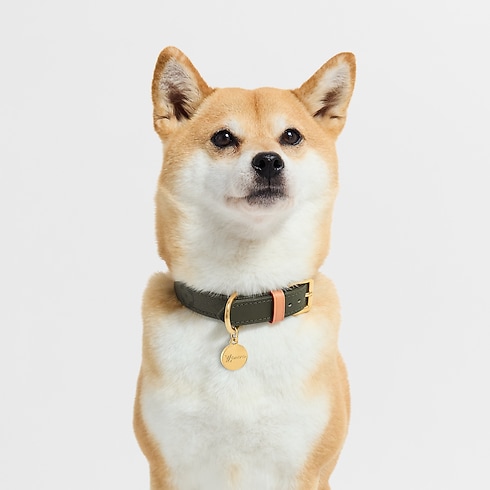 Dog Collar PM . in Trunks, Travel and Home's Pets Accessories } collections by Louis Vuitton (Product zoom)