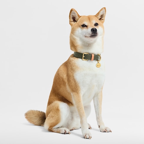 Dog Collar PM . in Trunks, Travel and Home's Pets Accessories } collections by Louis Vuitton (Product zoom)