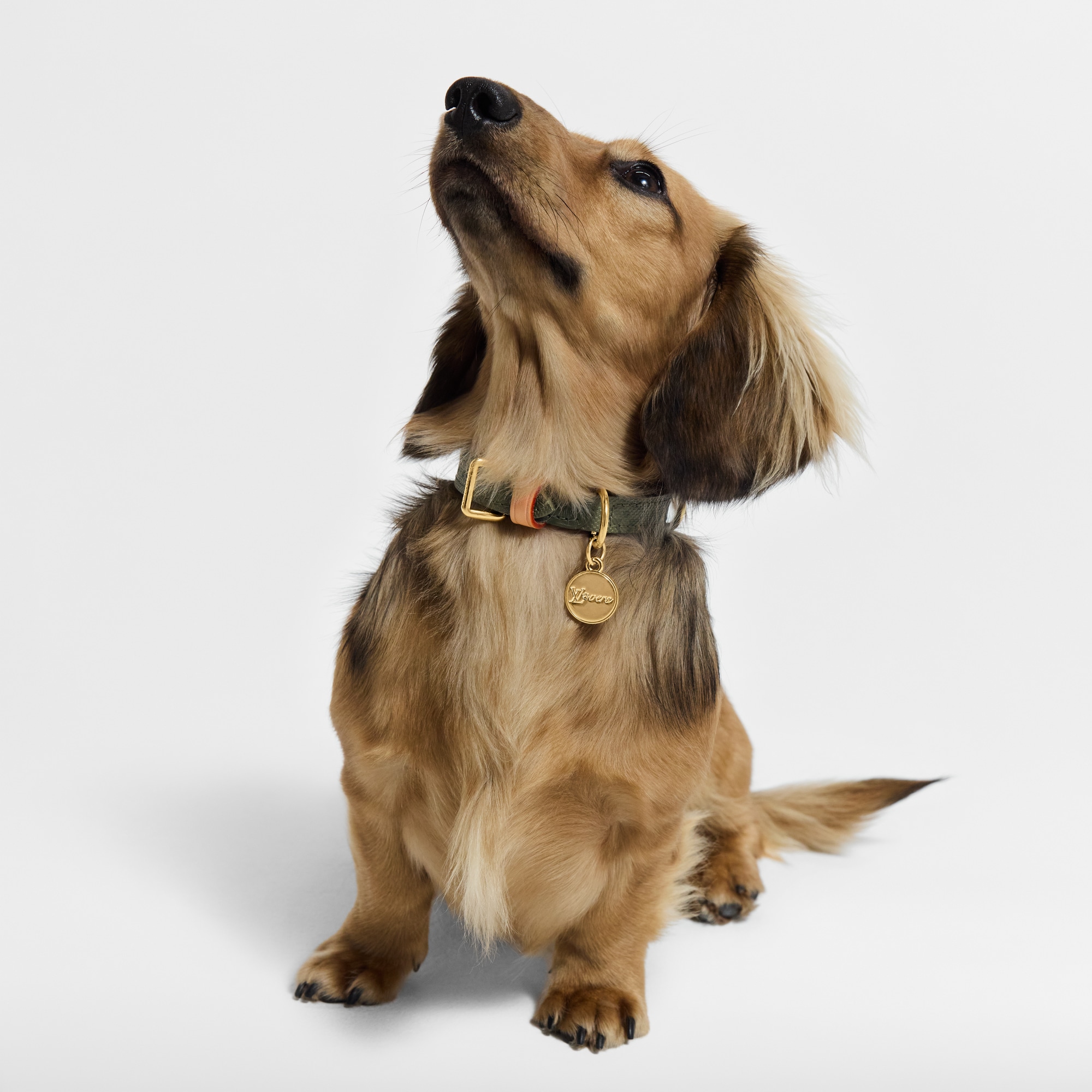 Dog Collar XS . in Trunks, Travel and Home